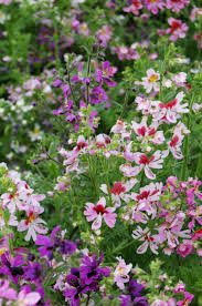 Image result for Schizanthus