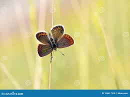 Attēlu rezultāti vaicājumam “Plebejus argus / Plebejus idas”