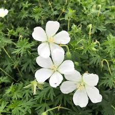 Attēlu rezultāti vaicājumam “Geranium sanguineum”