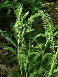 Attēlu rezultāti vaicājumam “Achillea millefolium leaf”