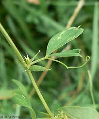 Attēlu rezultāti vaicājumam “Lathyrus tuberosus leaf”