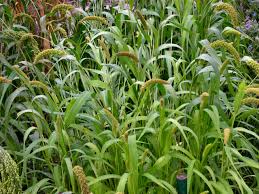 Attēlu rezultāti vaicājumam “Setaria italica”