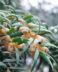 Attēlu rezultāti vaicājumam “Taxus baccata male flower”