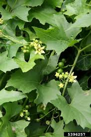 Attēlu rezultāti vaicājumam “Bryonia alba fruit”