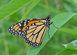 Attēlu rezultāti vaicājumam “Nymphalidae”