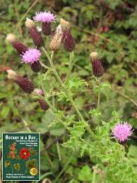 Attēlu rezultāti vaicājumam “Cirsium arvense flower”