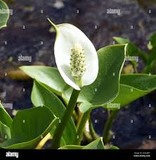 Attēlu rezultāti vaicājumam “Calla palustris flower”