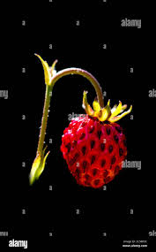 Attēlu rezultāti vaicājumam “Fragaria moschata”