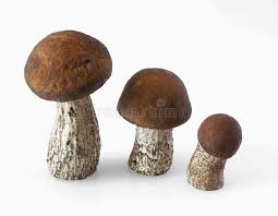 Attēlu rezultāti vaicājumam “Leccinum melaneum”