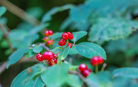 Attēlu rezultāti vaicājumam “Lonicera xylosteum fruit”