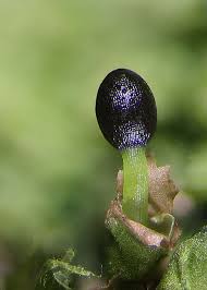 Attēlu rezultāti vaicājumam “Lophocolea heterophylla”