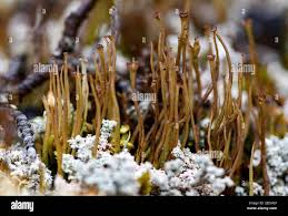 Attēlu rezultāti vaicājumam “Cladonia cornuta”