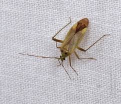 Attēlu rezultāti vaicājumam “Adelphocoris quadripunctatus”