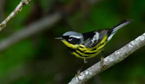 Image result for Dendroica magnolia