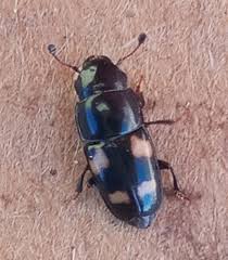 Attēlu rezultāti vaicājumam “Glischrochilus quadripunctatus imago”