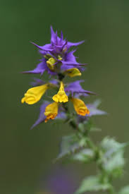 Attēlu rezultāti vaicājumam “Melampyrum nemorosum leaf”