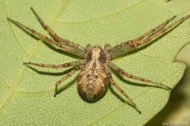 Attēlu rezultāti vaicājumam “Philodromus sp.”