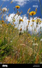 Attēlu rezultāti vaicājumam “Leontodon hispidus flower”