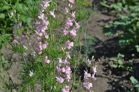Attēlu rezultāti vaicājumam “Consolida regalis leaf”