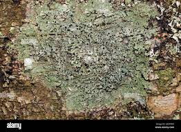 Attēlu rezultāti vaicājumam “Mycoblastus sanguinarius”