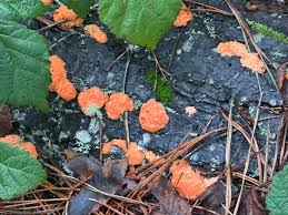 Attēlu rezultāti vaicājumam “Tubifera montana”