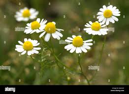 Image result for Matricaria recutita (chamomilla)