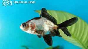 Image result for Cyprinus rubrofuscus