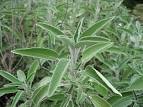 Common Sage (Salvia officinalis) « Relikaj – Coming from Nature
