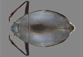 Attēlu rezultāti vaicājumam “Gyrinidae”