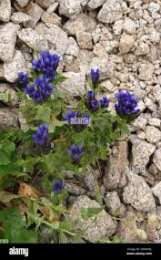 Attēlu rezultāti vaicājumam “Gentianaceae”