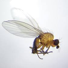 Attēlu rezultāti vaicājumam “Phytomyza ranunculi”