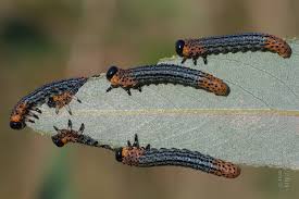 Attēlu rezultāti vaicājumam “Nematus salicis larva”
