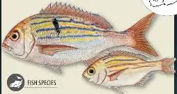 Image result for Polysteganus undulosus