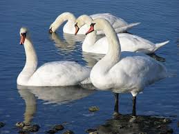 Attēlu rezultāti vaicājumam “Cygnus olor”