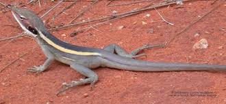 Attēlu rezultāti vaicājumam “Lophozia longidens”