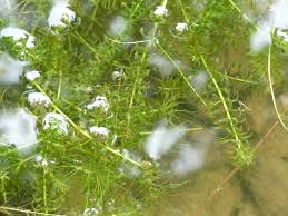 Attēlu rezultāti vaicājumam “Hydrilla verticillata”