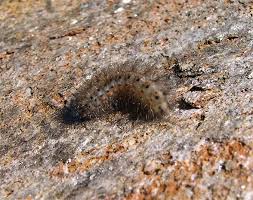 Attēlu rezultāti vaicājumam “Phragmatobia fuliginosa larva”