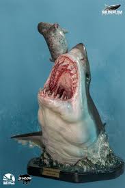 Image result for Carcharodon carcharias