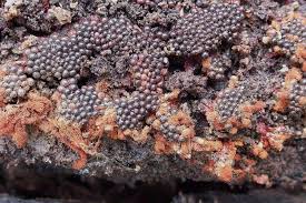 Attēlu rezultāti vaicājumam “Metatrichia vesparia”