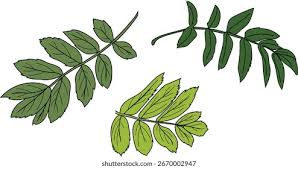 Attēlu rezultāti vaicājumam “Sorbus aucuparia leaf”