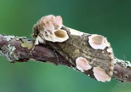 Attēlu rezultāti vaicājumam “Thyatira batis larva”