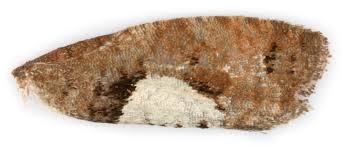 Attēlu rezultāti vaicājumam “Epinotia brunnichana”