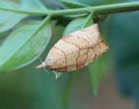 Attēlu rezultāti vaicājumam “Pandemis corylana”