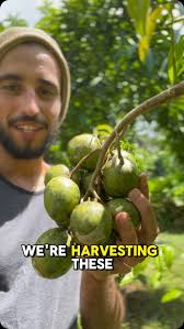 Attēlu rezultāti vaicājumam “Juncus capitatus fruit”