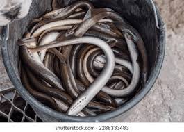 Image result for Lampetra fluviatilis