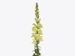 Attēlu rezultāti vaicājumam “Antirrhinum majus leaf”