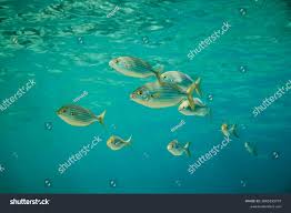 Image result for Sarpa salpa