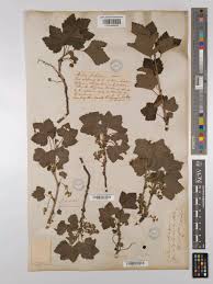 Attēlu rezultāti vaicājumam “Ribes spicatum”