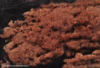 Attēlu rezultāti vaicājumam “Ceriporia excelsa”