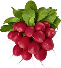 Image result for Radieschen